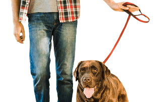 Pet Sitting